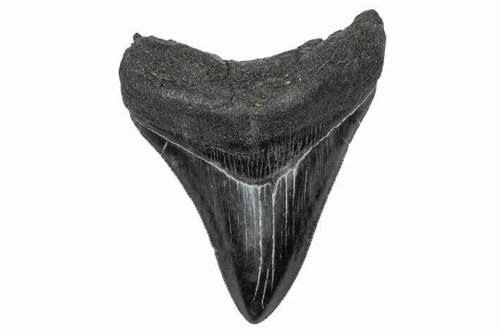 Serrated, Fossil Megalodon Tooth - South Carolina #341468